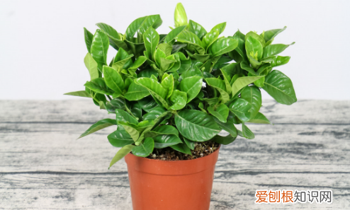 栀子花能插活，栀子花可以扦插吗