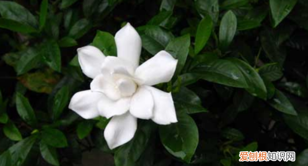 栀子花能插活,栀子花可以扦插吗