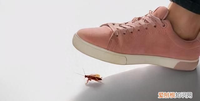蟑螂不能踩死的说法靠谱吗,蟑螂不能踩死是不是真的