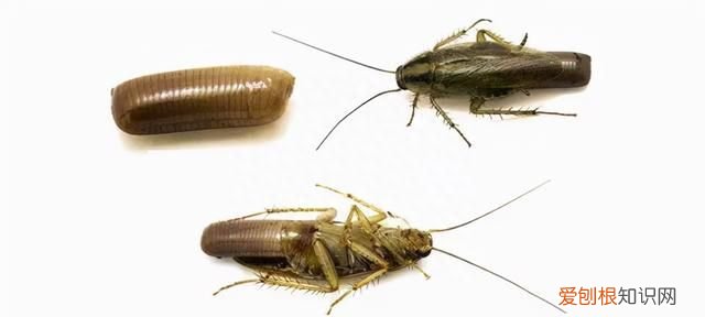 蟑螂不能踩死的说法靠谱吗,蟑螂不能踩死是不是真的