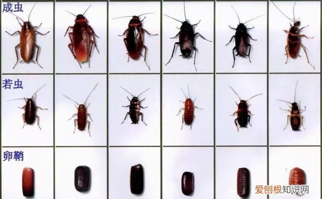 蟑螂不能踩死的说法靠谱吗,蟑螂不能踩死是不是真的