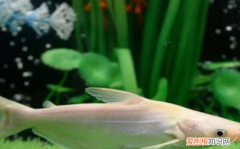 鱼为什么在鱼缸底不动，我的鱼为什么趴在鱼缸底下不动了