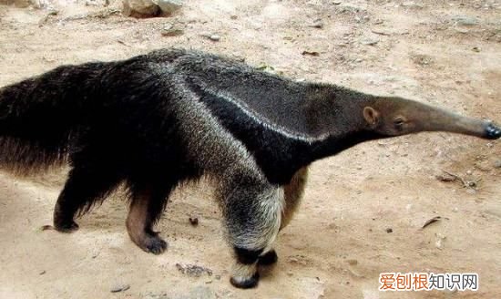 食蚁兽吃什么，食蚁兽吃子弹蚁