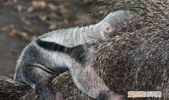 食蚁兽吃什么，食蚁兽吃子弹蚁