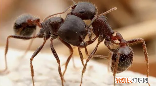 食蚁兽吃什么，食蚁兽吃子弹蚁