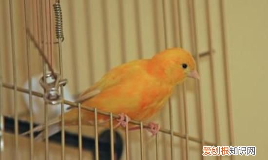 玉鸟一直合笼能繁殖，玉鸟两对在一个笼子里可以繁殖吗图片