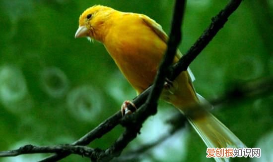 玉鸟一直合笼能繁殖，玉鸟两对在一个笼子里可以繁殖吗图片