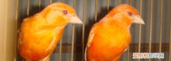 玉鸟一直合笼能繁殖，玉鸟两对在一个笼子里可以繁殖吗图片