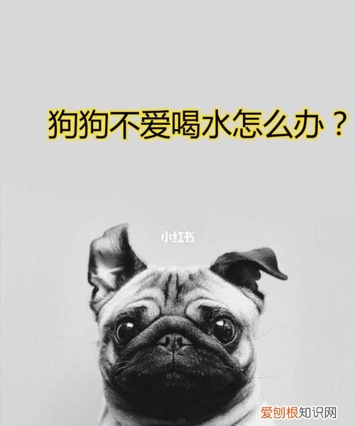 幼犬爱喝水正常,三个月的狗狗喝水要控制吗?