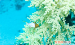 鱼腹部充血死亡，鱼肚子鼓起来侧翻怎么回事