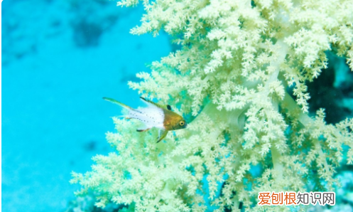 鱼腹部充血死亡，鱼肚子鼓起来侧翻怎么回事