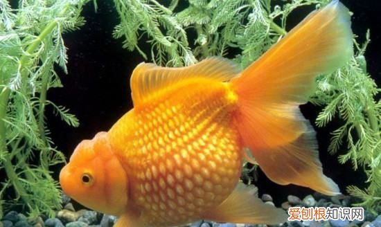 鱼腹部充血死亡，鱼肚子鼓起来侧翻怎么回事