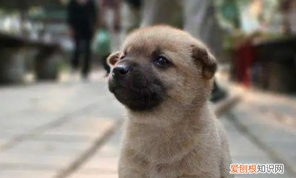 幼犬到家一直叫怎么办,小狗刚到家一直叫怎么办怎么安慰它