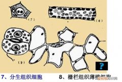 栅栏组织属于哪个组织，海绵组织属于什么组织类型