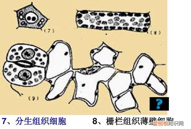 栅栏组织属于哪个组织，海绵组织属于什么组织类型