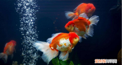 鱼从鱼缸里跳出来是怎么回事，鱼从鱼缸里跳出来是为什么呢
