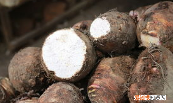 温州特产有哪些,温州特产有哪些土特产