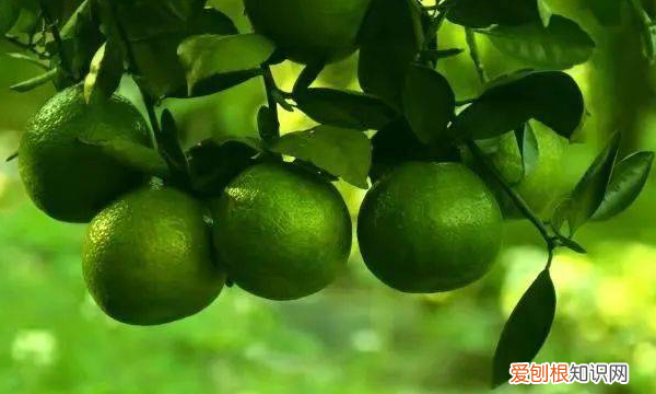 温州特产有哪些,温州特产有哪些土特产