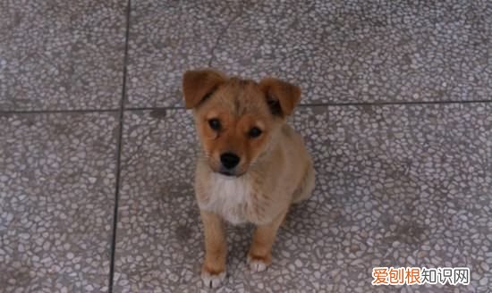 幼犬什么时候驱虫,幼犬几个月可以驱虫药