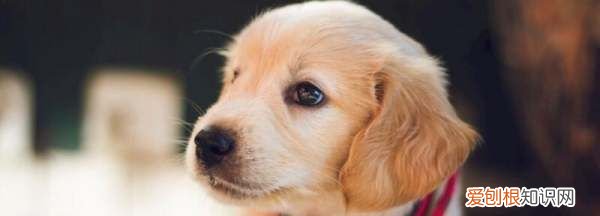 幼犬什么时候驱虫,幼犬几个月可以驱虫药