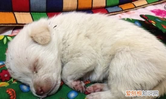 幼犬什么时候驱虫,幼犬几个月可以驱虫药