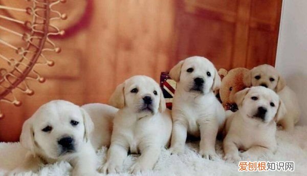 幼犬什么时候驱虫,幼犬几个月可以驱虫药