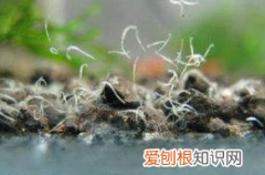 鱼缸蛋白虫对鱼有害，鱼缸蛋白虫对乌龟有害吗