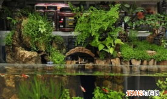 鱼缸为什么老是生绿苔,鱼缸长绿色青苔是什么原因