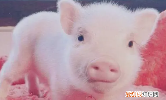 培育一头母猪要多久完成，从小猪仔长成母猪要多长时间