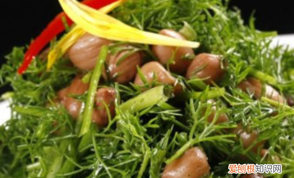 调料小茴香怎么用，调料茴香如何使用