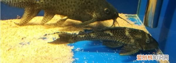 鱼缸里的清道夫为什么老死，鱼缸里的清道夫死了是什么原因