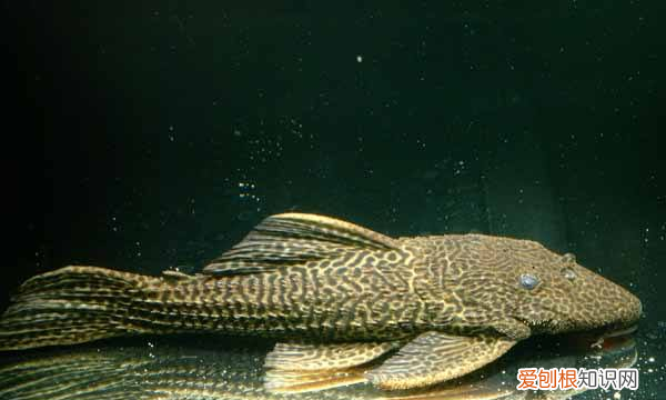 鱼缸里的清道夫为什么老死,鱼缸里的清道夫死了是什么原因