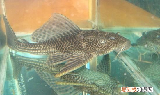 鱼缸里的清道夫为什么老死，鱼缸里的清道夫死了是什么原因