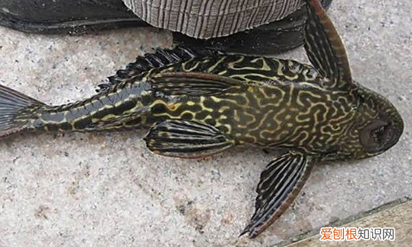 鱼缸里的清道夫为什么老死,鱼缸里的清道夫死了是什么原因