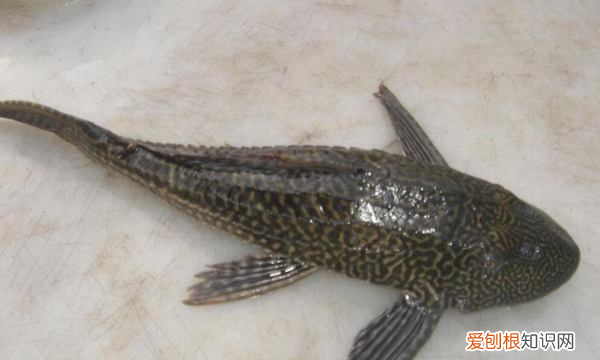 鱼缸里的清道夫为什么老死,鱼缸里的清道夫死了是什么原因