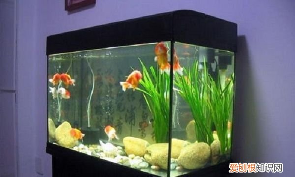 鱼缸里有白色絮状物怎么回事，鱼缸里有白色絮状物怎么处理干净