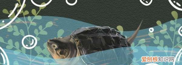 养鳄龟水深多少，小鳄龟水深度多少合适养