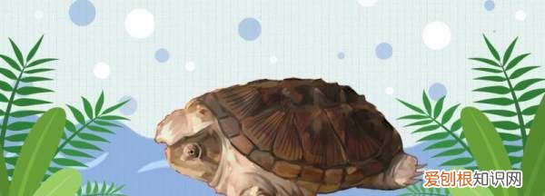 养鳄龟水深多少，小鳄龟水深度多少合适养