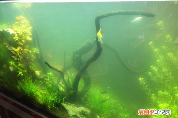 鱼缸绿藻和绿苔的区别,鱼缸里的水发绿主要是水中的什么造成的
