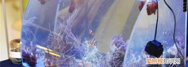 鱼缸灯光什么时候开