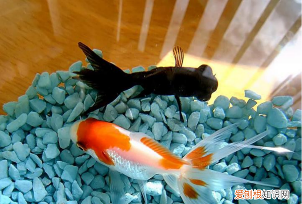 鱼缸灯光什么时候开