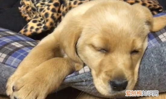 幼犬能睡在瓷砖上，2个月的金毛睡地砖怕着凉