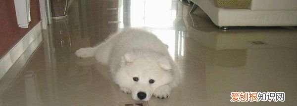 幼犬能睡在瓷砖上，2个月的金毛睡地砖怕着凉