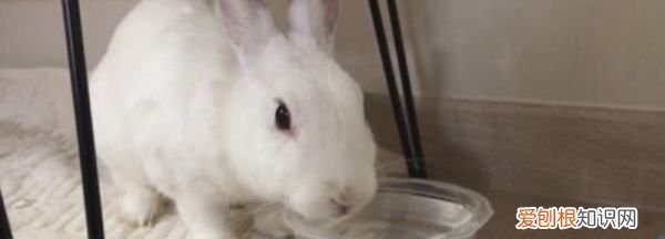 兔子怎么喝水，幼兔一天喝多少水