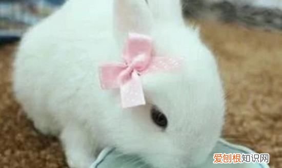 兔子怎么喝水，幼兔一天喝多少水