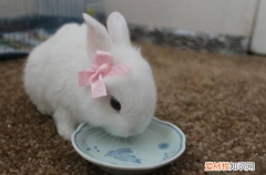 兔子怎么喝水，幼兔一天喝多少水