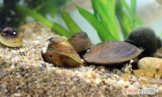 河蚌鱼缸怎么养活,鱼缸里养了河蚌还要换水