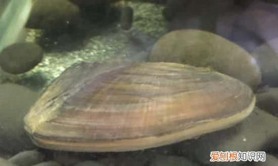 河蚌鱼缸怎么养活,鱼缸里养了河蚌还要换水