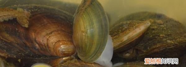 河蚌鱼缸怎么养活,鱼缸里养了河蚌还要换水