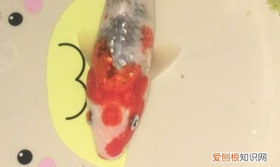 锦鲤不打氧能活多久，鱼缸不供氧气鱼可以活多久